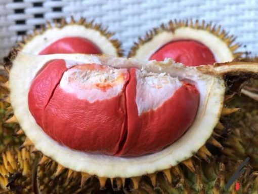 bibit durian merah super berkualitas unggul Jawa Barat
