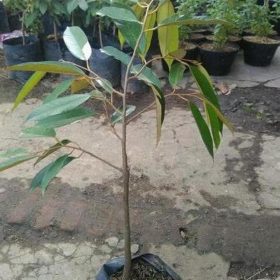 Bibit Durian Merah Terbaru Tanaman Montong Super Unggul Lombok Barat