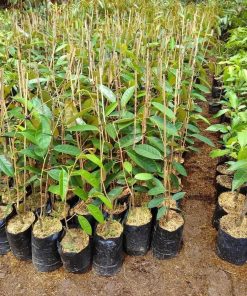 Bibit Durian Merah Terbaru Tanaman Montong Super Unggul Muara Enim