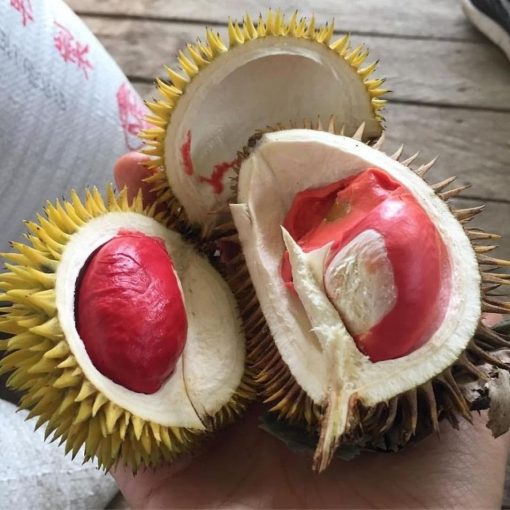 bibit durian merah unggul Cirebon