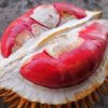 bibit durian merah unggul Sumatra Utara