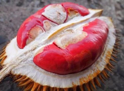 bibit durian merah unggul Sumatra Utara