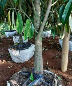 Bibit Durian Monthong Bawor Kaki Ganda Garut