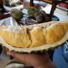 Bibit Durian Monthong Bawor Kaki Ganda Situbondo