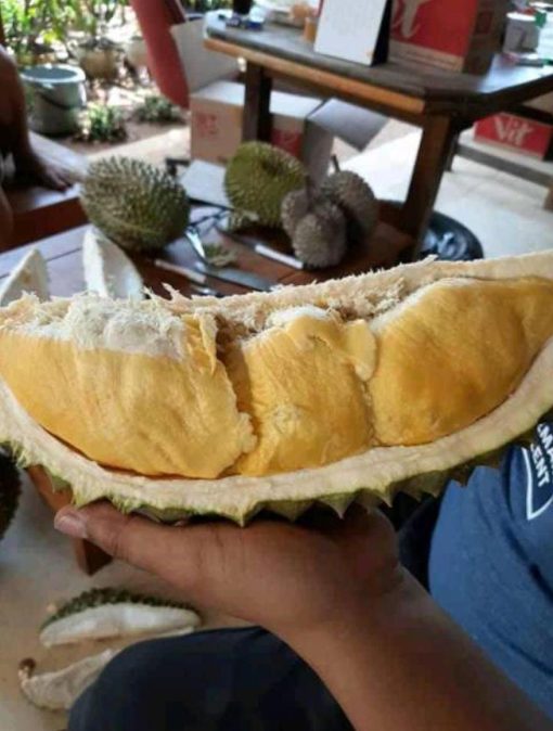 Bibit Durian Monthong Bawor Kaki Ganda Situbondo