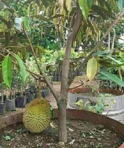 Bibit Durian Monthong Bisa Berbuah Dalam - Banjarmasin