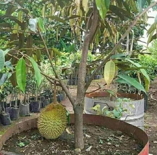 Bibit Durian Monthong Bisa Berbuah Dalam - Banjarmasin