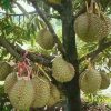Bibit Durian Monthong Bisa Berbuah Dalam - Labuhanbatu Utara