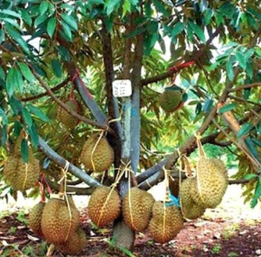 Bibit Durian Monthong Bisa Berbuah Dalam - Parepare