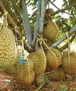 Bibit Durian Monthong Bisa Berbuah Dalam - Sorong