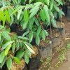 Bibit Durian Monthong Paling Diminati - Super Padang Lawas