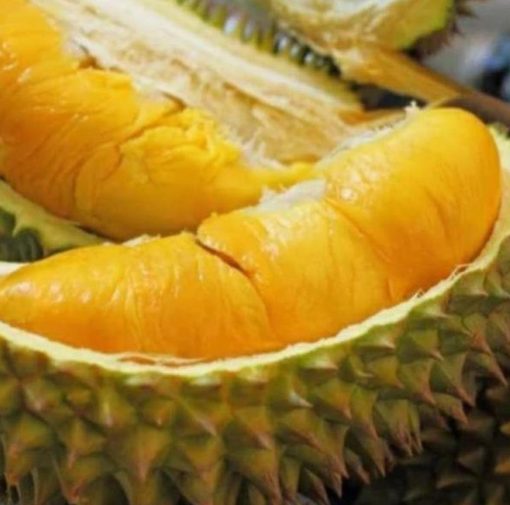 Bibit Durian Monthong Q00 Thailand Super Manggarai Timur