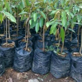 Bibit Durian Monthong Q00 Thailand Super Sumba Barat Daya