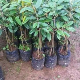 Bibit Durian Monthong Varietas Unggul Tanah Laut