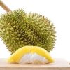 bibit durian montong bibit tanaman buah unggul murah bergaransi Aceh