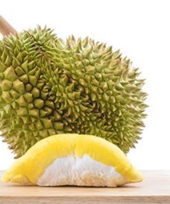 bibit durian montong bibit tanaman buah unggul murah bergaransi Aceh