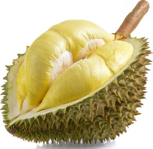bibit durian montong bibit tanaman buah unggul murah bergaransi Bau-Bau