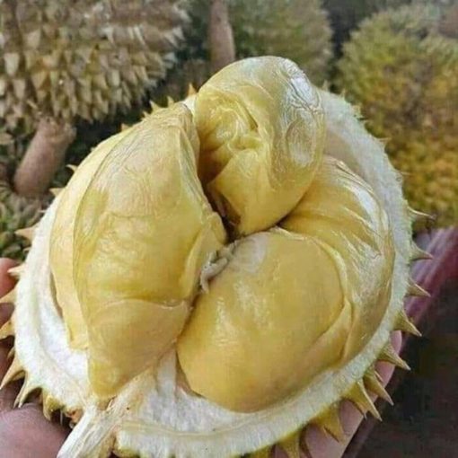 bibit durian montong bibit tanaman buah unggul murah bergaransi Kalimantan Timur