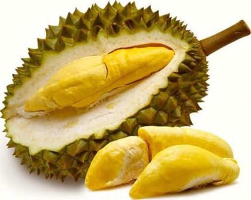 bibit durian montong bibit tanaman buah unggul murah bergaransi Tanjungbalai