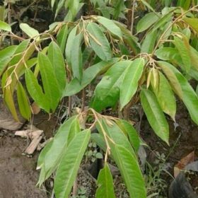 Bibit Durian Montong Blora