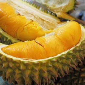 bibit durian montong cocok di tanam pot Ternate