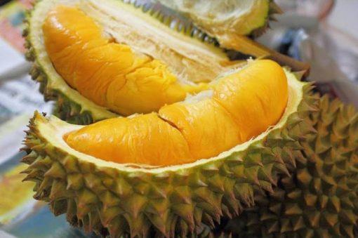 bibit durian montong cocok di tanam pot Ternate