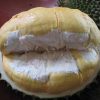 bibit durian montong hasil okulasi Surabaya