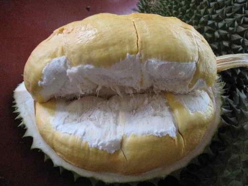 bibit durian montong hasil okulasi Surabaya