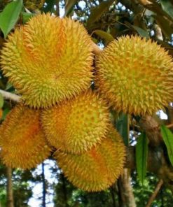 bibit durian montong jumbo Pangkalpinang