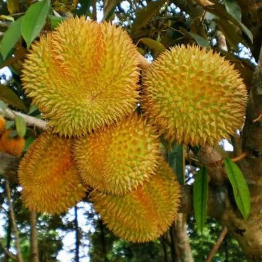 bibit durian montong jumbo Pangkalpinang