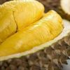 bibit durian montong kaki 3 Banjarbaru