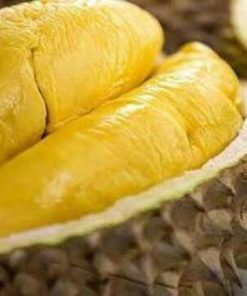 bibit durian montong kaki 3 Banjarbaru