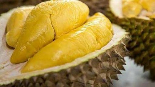 bibit durian montong kaki 3 Banjarbaru