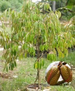 bibit durian montong kaki 3 Sumatra Barat