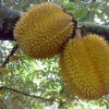 bibit durian montong Pangkalpinang