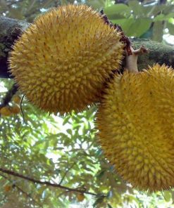 bibit durian montong Pangkalpinang