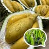 Bibit Durian Montong Pontianak