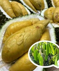Bibit Durian Montong Pontianak