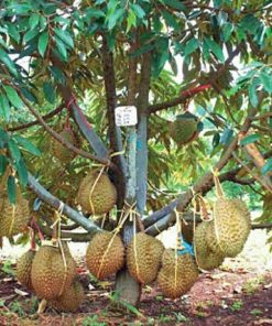 Bibit Durian Montong Super Buah Lebat Dan Besar Li Bolaang Mongondow Timur