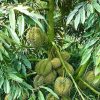 Bibit Durian Montong Super Buah Lebat Dan Besar Li Lebak