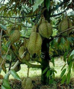 Bibit Durian Montong Super, Cepat Berbuah Medan