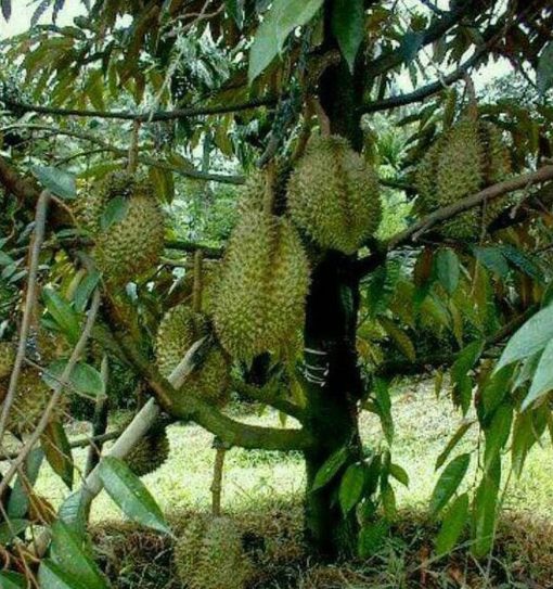 Bibit Durian Montong Super, Cepat Berbuah Medan
