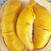 bibit durian montong super jumbo bisa tambulapot Tual