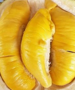 bibit durian montong super jumbo bisa tambulapot Tual