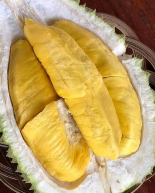 bibit durian montong super jumbo Jakarta