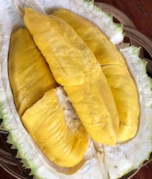 bibit durian montong super jumbo Riau