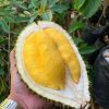 bibit durian montong super Metro
