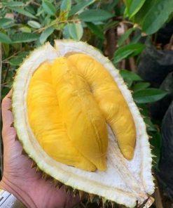 bibit durian montong super Metro