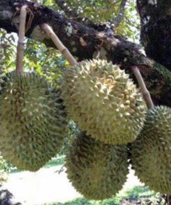 Bibit Durian Montong Unggul Okulasi - Duren Pohon Cepat Berbuah Tapanuli Tengah