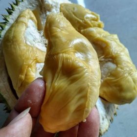 bibit durian montong unggul super Manado